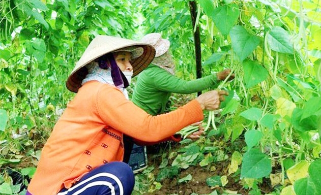 NTM Bình Triều đang bứt phá nhờ hiệu quả của mô hình sản xuất rau VietGAP