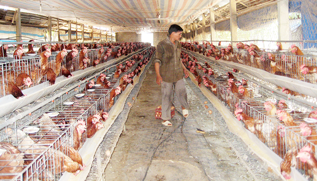 Các mô hình chăn nuôi tập trung gắn với ATLĐ tại Quảng Điền đang được mở rộng