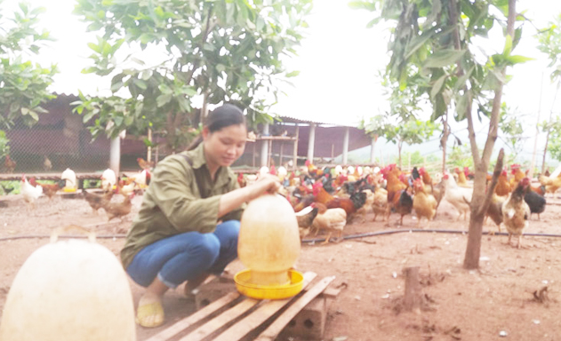 Trung bình mỗi thành viên trong HTX Chí Thiện nuôi 1.000 con gà thịt và gà đẻ