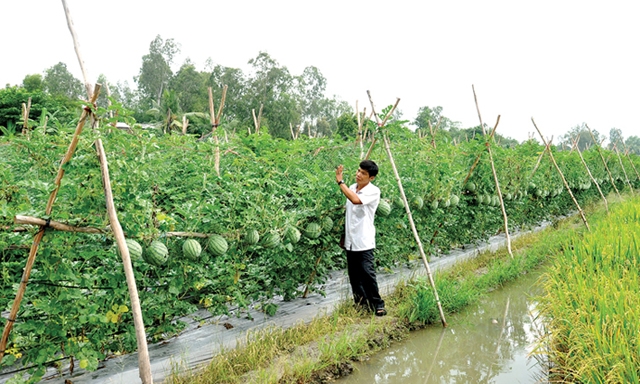 Quá trình chuyển đổi cây trồng của huyện Quảng Điền đang cho hiệu quả tích cực
