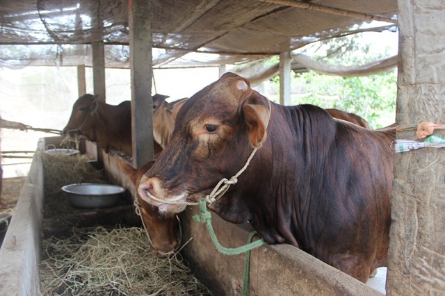 Chăn nuôi gia súc được tập trung thực hiện để nâng cao đời sống người dân