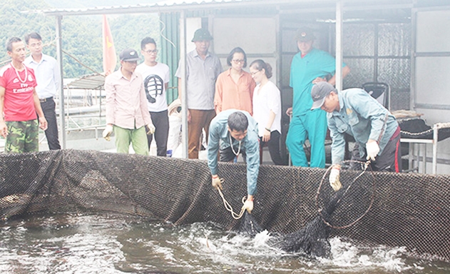 Các HTX đang là điểm sáng trong xây dựng NTM tại Mường La