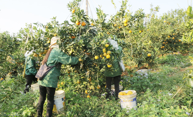 Sản phẩm cam của Liên hiệp HTX cam Cao Phong được sản xuất theo tiêu chuẩn VietGAP