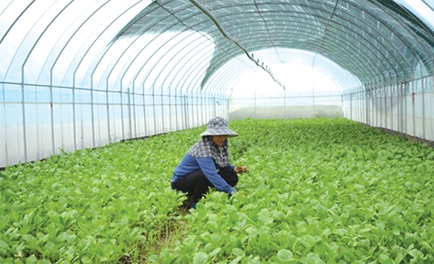 Mô hình sản xuất rau an toàn của HTX Đan Phượng