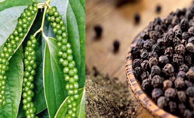 Ngành sản xuất tiêu Việt Nam đang gặp nhiều khó khăn