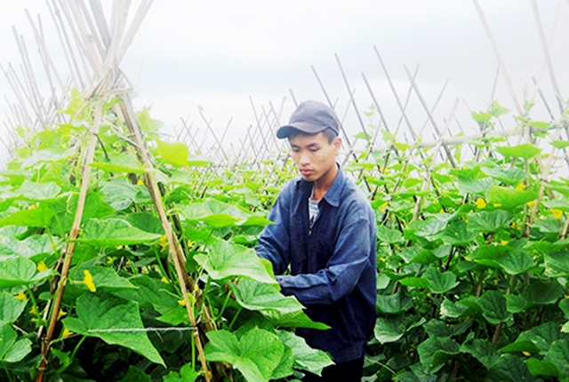 Các HTX đang tham gia tích cực vào xây dựng NTM tại Bình Nguyên