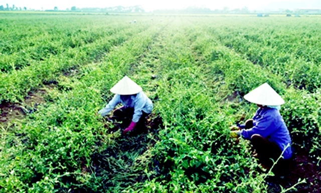 HTX Mỹ Thành phát triển vùng nguyên liệu cà gai leo an toàn