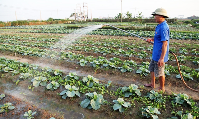 HTX Nhơn Thọ phát triển vùng rau VietGAP