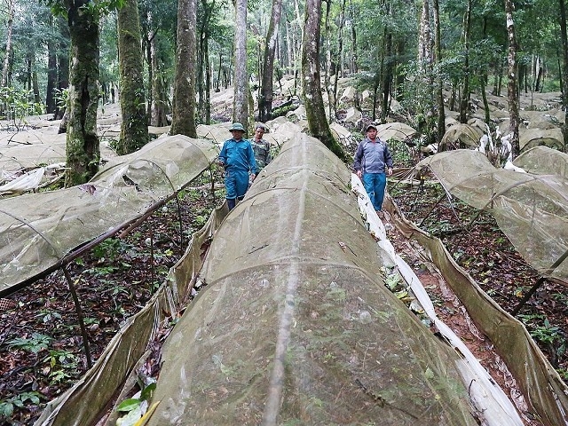 Trồng sâm dưới tán rừng được người dân Tu Mơ Rông thực hiện những năm gần đây