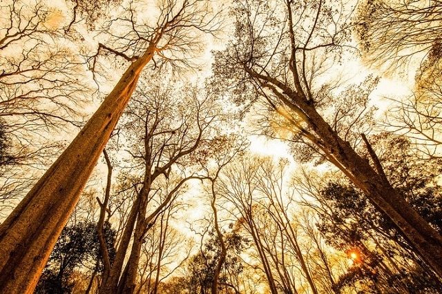 Rừng săng lẻ lúc hoàng hôn sở hữu khung cảnh kì ảo ấn tượng