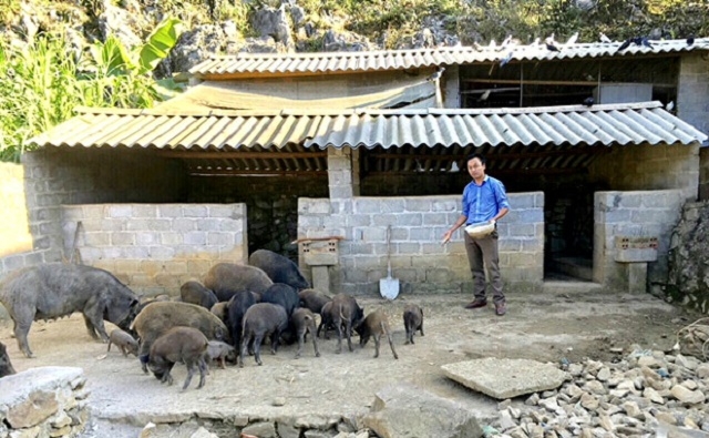 HTX Dịch vụ Nông nghiệp Tả Lủng nuôi lợn đen hàng hóa để giảm nghèo