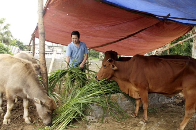 Nhiều hộ dân phát triển sản xuất để thoát nghèo