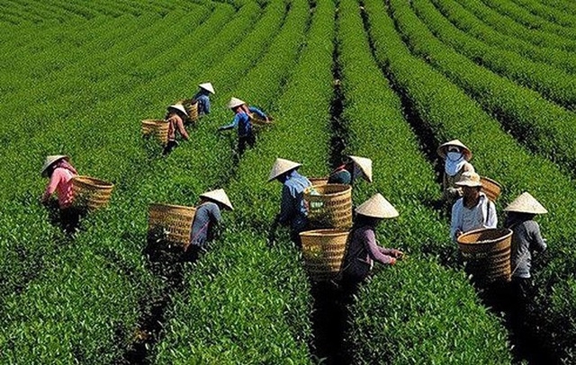 Xuất khẩu chè tăng mạnh (Ảnh Internet)