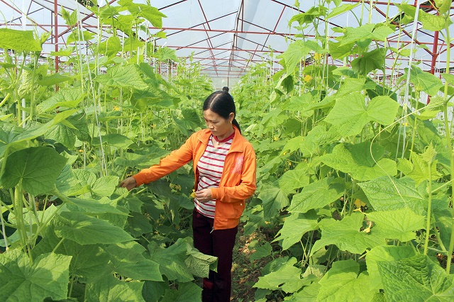 HTX Như Cố đã ứng dụng khoa học vào sản xuất từ đó tạo việc làm cho nhiều lao động