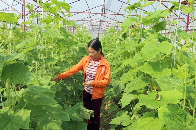 HTX Như Cố đã ứng dụng khoa học vào sản xuất từ đó tạo việc làm cho nhiều lao động