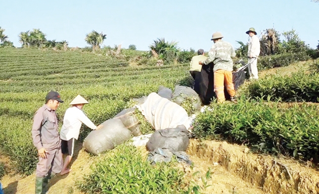 Các HTX chè sẽ là chìa khóa để phát triển NTM tại Võ Miếu