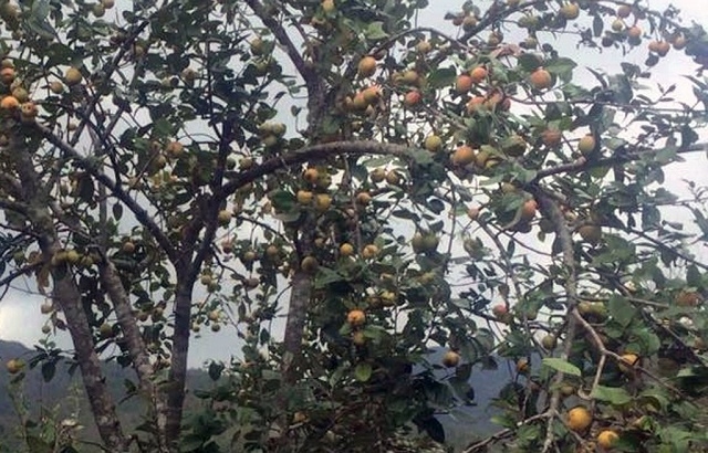 Sơn tra là một trong những cây giảm nghèo ở Trạm Tấu