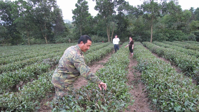 Nhiều người dân phát triển kinh tế từ mô hình trồng chè Bát Tiên