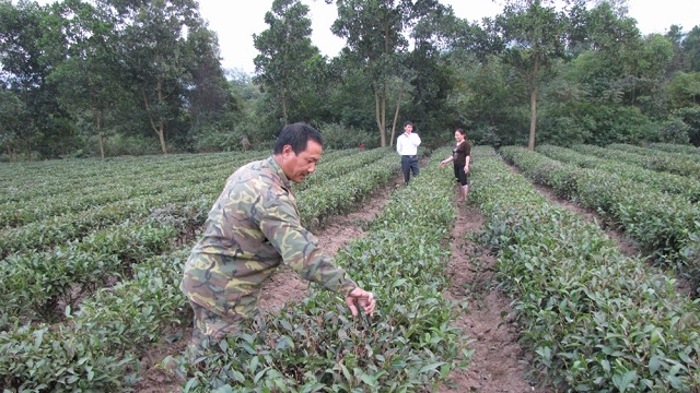 Nhiều người dân phát triển kinh tế từ mô hình trồng chè Bát Tiên