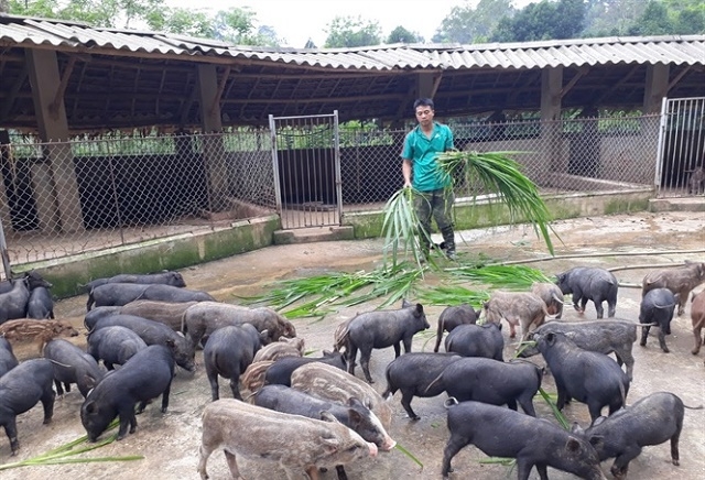 Các hộ nghèo được địa phương hỗ trợ vốn phát triển kinh tế