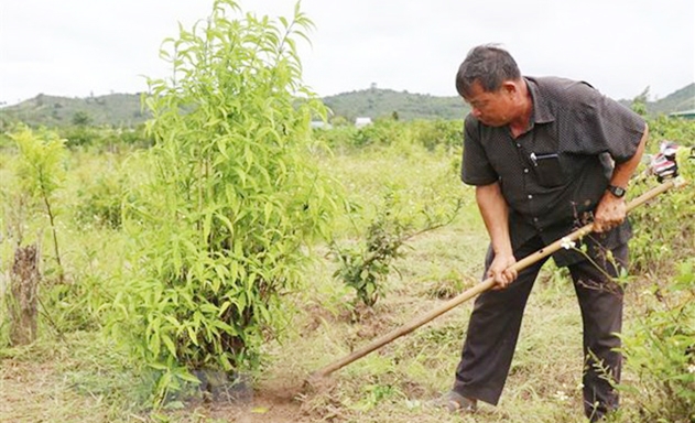 Ông Xuân là người tiên phong truyền cảm hứng cho nông dân hướng đến nền sản xuất nông nghiệp sạch tại Ea Ô