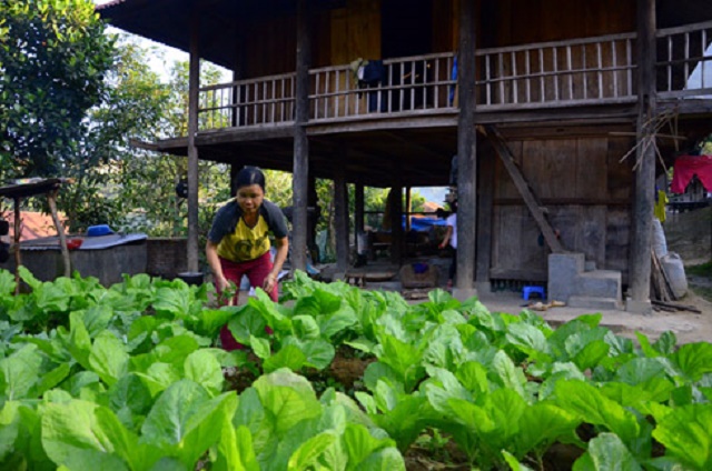 Một số HTX là điểm tựa để người dân thoát nghèo