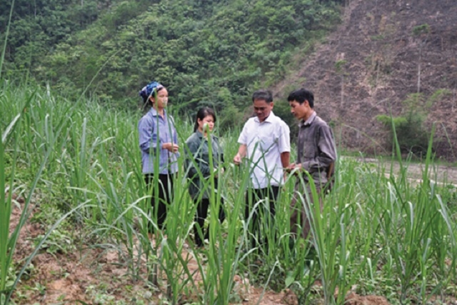 Người dân Mường tè đã chủ động sản xuất để giảm nghèo