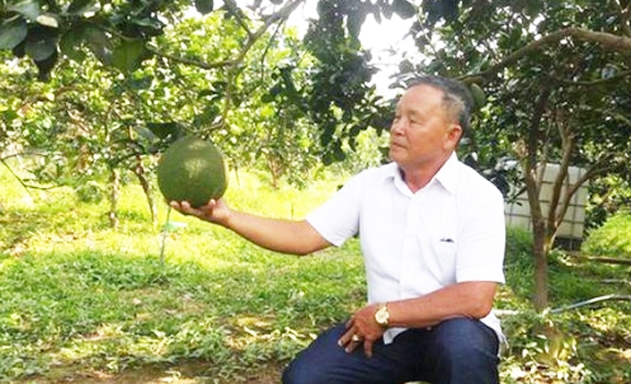 Vườn bưởi của ông Trung đạt năng suất 20 tấn/ha