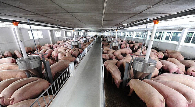 Chăn nuôi khép kín mang lại hiệu quả môi trường