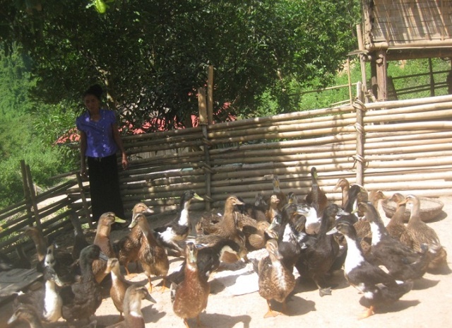 THT Nuôi vịt bầu xã Luân Giới phát triển chăn nuôi tập trung