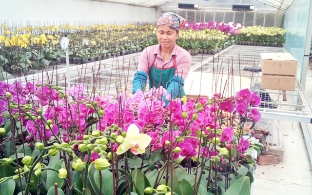 Hà Nội : 133 mô hình ứng dụng sản xuất nông nghiệp ứng dụng công nghệ cao (Ảnh Internet)