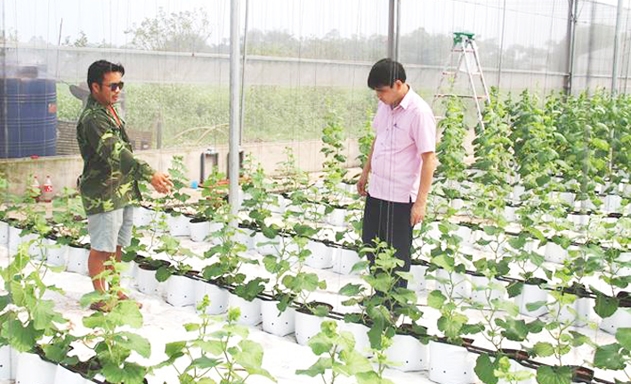 Mô hình trồng dưa theo CNC của anh Hà Văn Tú