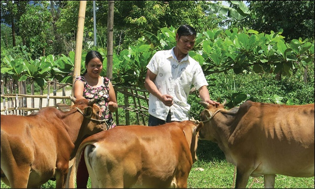 Chăn nuôi giúp người dân thoát nghèo