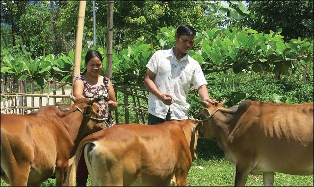 Chăn nuôi giúp người dân thoát nghèo