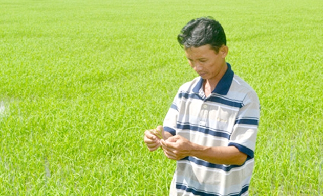 Giám đốc Hà Minh Triều kiểm tra chất lượng cây lúa