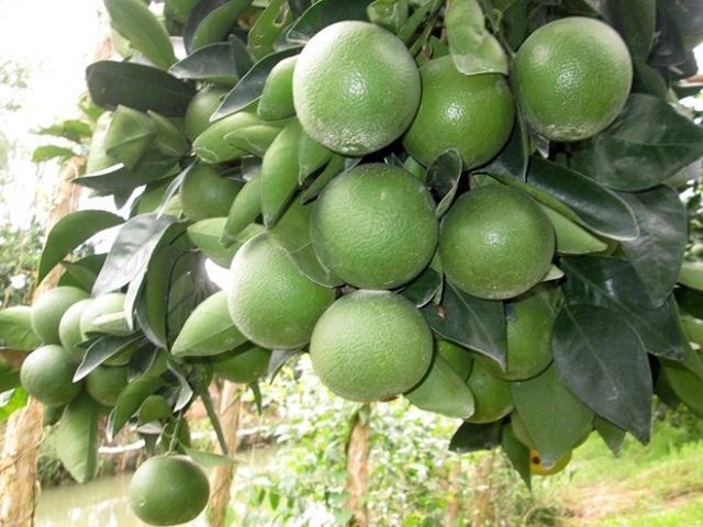 Cam xoàn Lai Vung đã được xuất khẩu