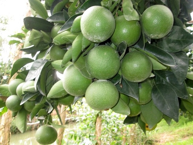 Cam xoàn Lai Vung đã được xuất khẩu