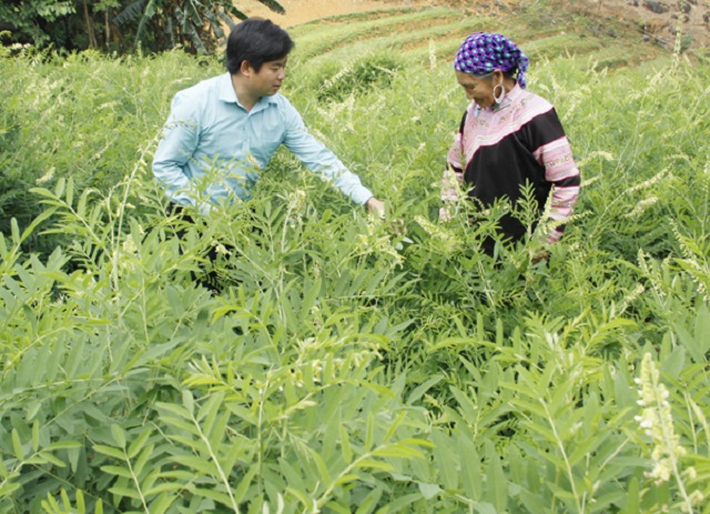 Người dân Si Ma Cai quan tâm trồng được liệu để thoát nghèo