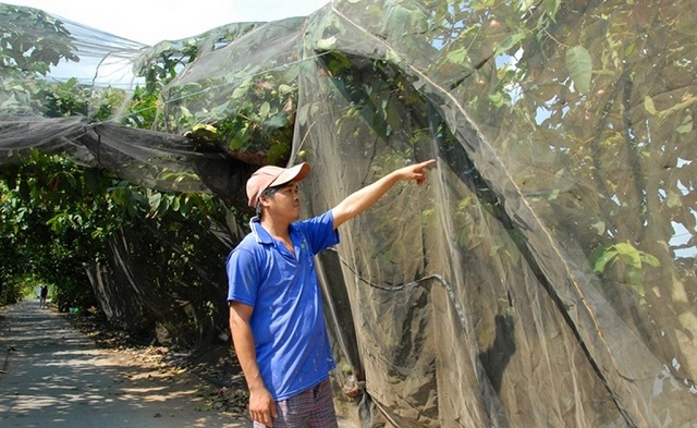 Mận được phủ mùng để hạn chế ruồi đục quả