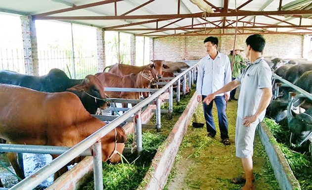 Mô hình chăn nuôi đại gia súc đang góp phần thúc đẩy NTM ở Dồm Cang