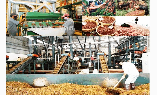 Khâu chế biến và thương mại tạo giá trị gia tăng cho nông sản