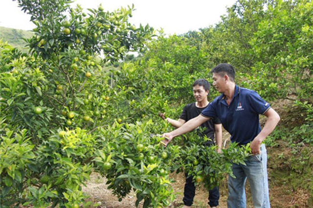 HTX ra đời sẽ trở thành đơn vị dẫn dắt cho thành viên, hộ dân liên kết