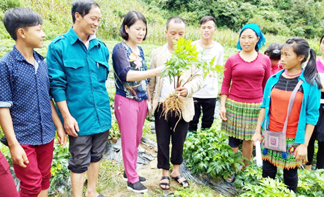 Thực hành dạy nghề trồng dược liệu tại Bắc Hà