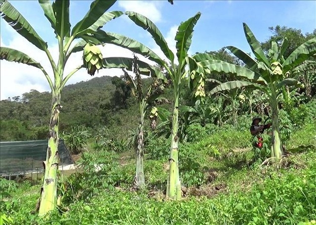 Chuối cô đơn được THT Phước Bình đã đẩy mạnh phát triển