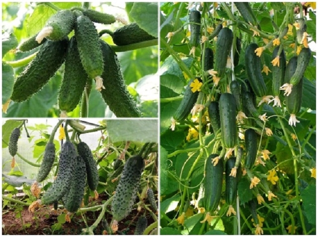 HTX Kim Sơn thành công với mô hình trồng dưa chuột xuất khẩu