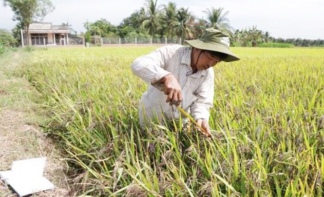 Cựu chiến binh Phạm Văn Nhựt đã phục tráng thành công nhiều giống lúa chất lượng