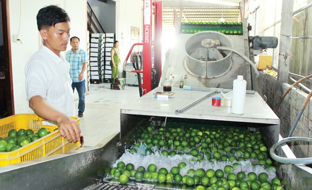 Dây chuyền lựa, rửa “chanh không hạt Hậu Giang” của HTX Thạnh Phước