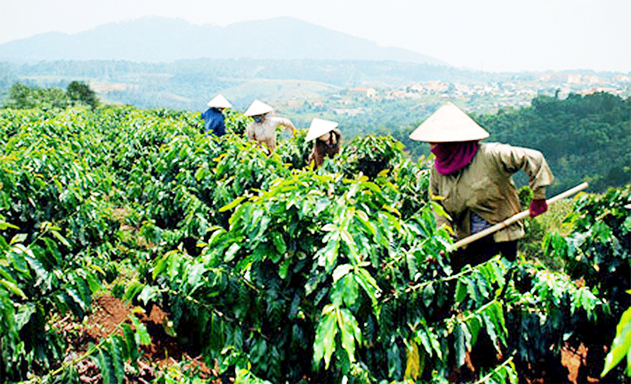 Các lớp đào tạo nghề trồng cây công nghiệp dài ngày là thế mạnh của tỉnh