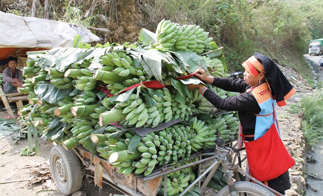 Yên Châu đang tập chung phát triển các thế mạnh để xây dựng NTM