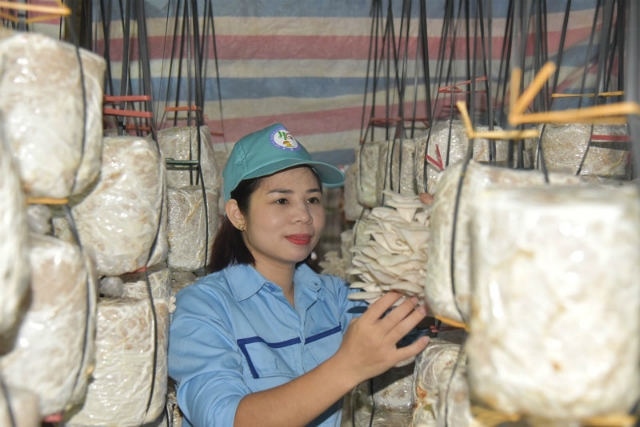 Chị Giang kiểm tra nấm sò trắng